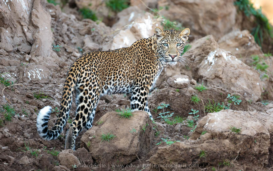 Wildlife image from photo safari with edward selfe in south luangwa national park.