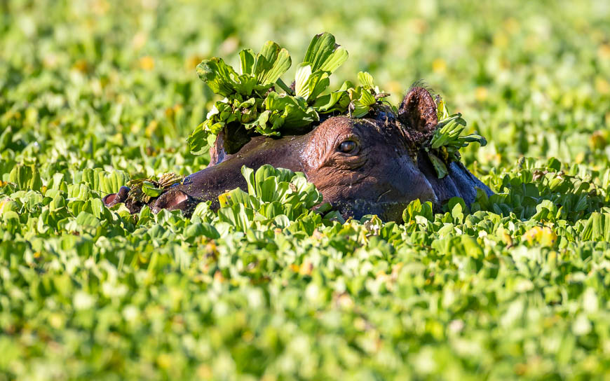 Images of wildlife from photo safari with edward selfe in south luangwa.