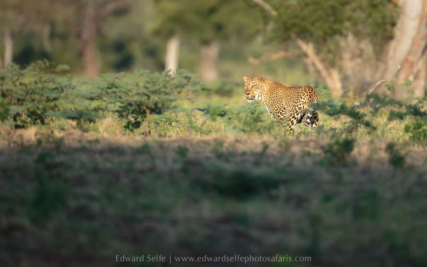 Wildlife image from photo safari with edward selfe.