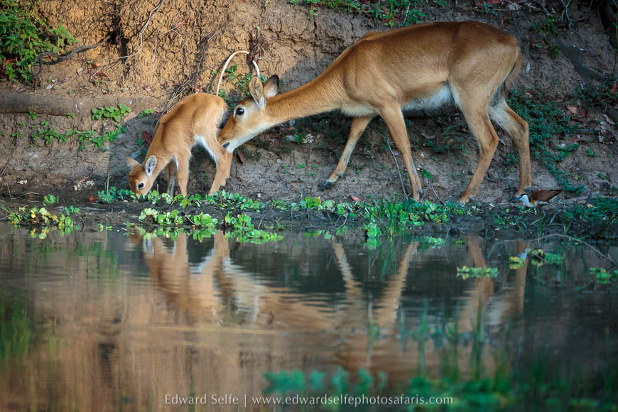 Wildlife image from a photo safari with edward selfe.