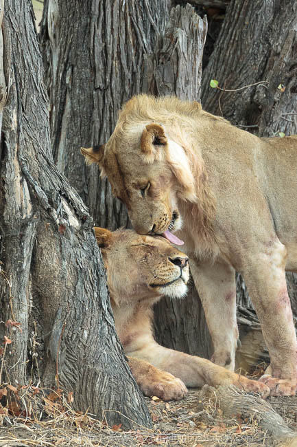 Wildlife image from photo safari with edward selfe in south luangwa national park.