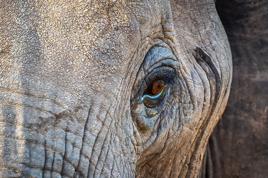 Wildlife image from South Luangwa by Mike White