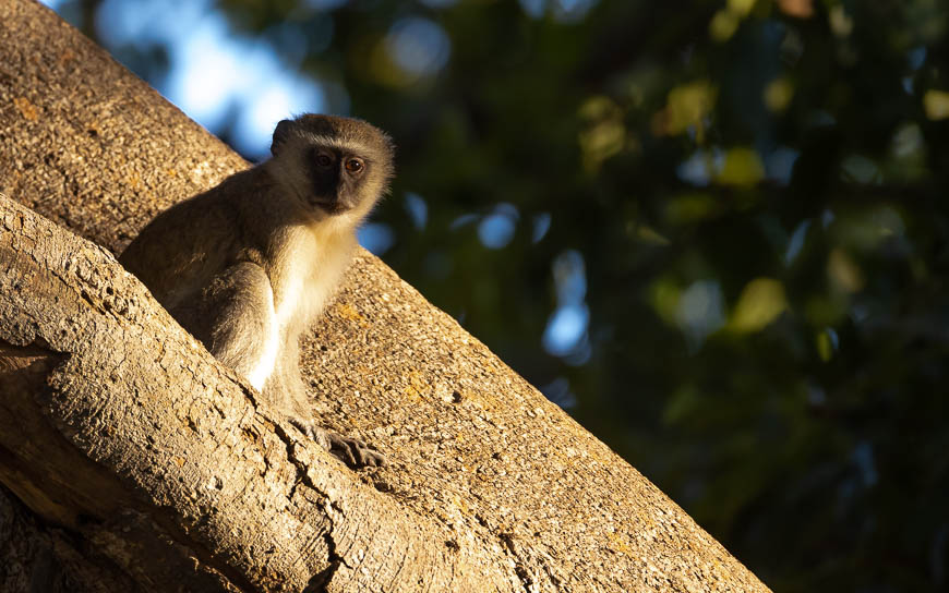 Images of wildlife from photo safari with edward selfe in south luangwa.