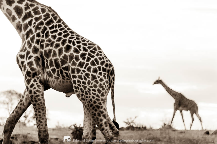 Two giraffes during a photo safari with Edward Selfe in South Luangwa National Park