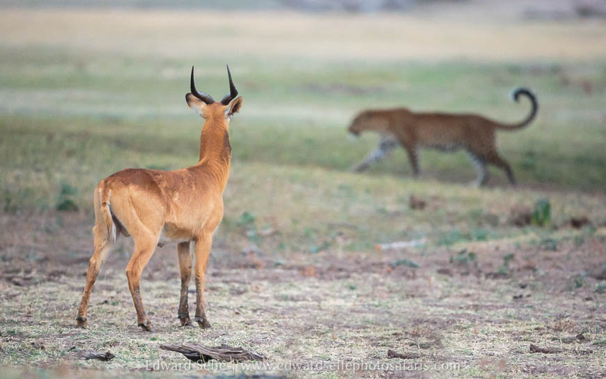Wildlife image from photo safari with edward selfe.