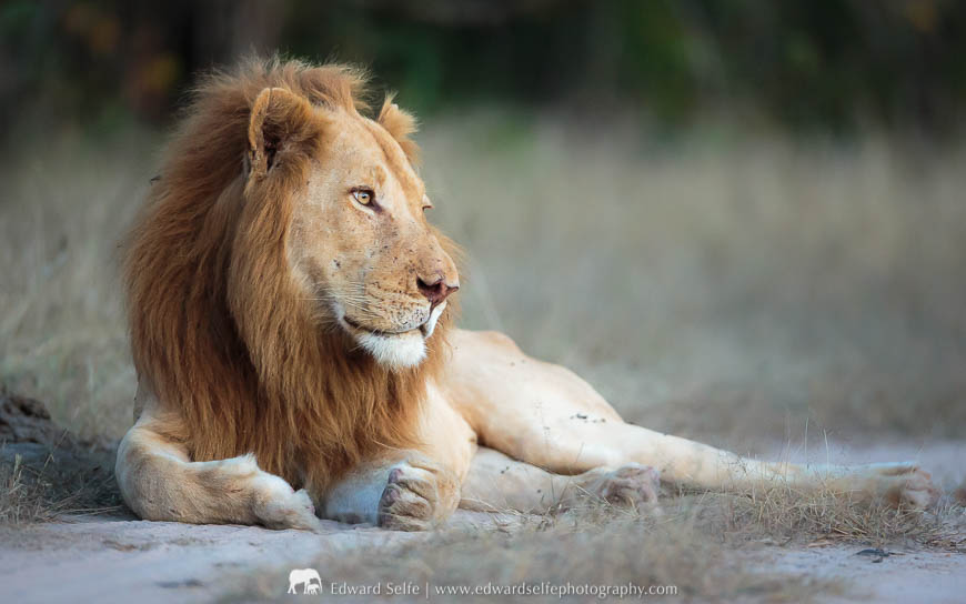 Ginger, the famous lion of Luangwa, sits nearby an elephant carcass during a photo safari with Edward Selfe in South Luangwa National Park