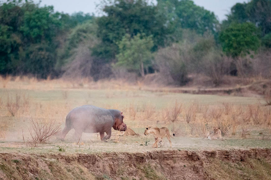 Wildlife image from photo safari with edward selfe in south luangwa national park.