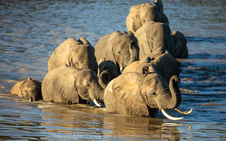 Wildlife image from photo safari with edward selfe.