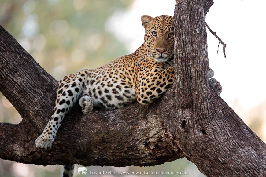 A leopard poses in a tree on a photo safari with Edward Selfe in South Luangwa National Park