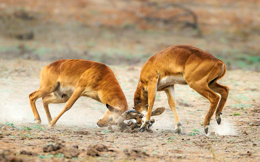 Images of wildlife from photo safari with edward selfe in the south luangwa np.