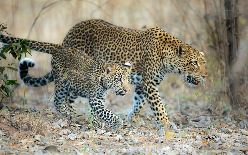 Wildlife image from a photo safari with edward selfe.