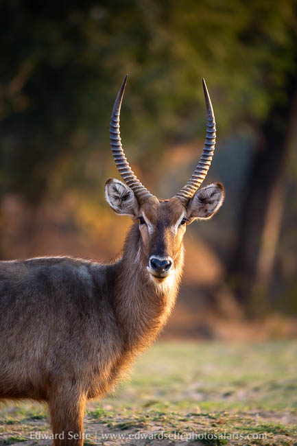 Wildlife image from photo safari with edward selfe.