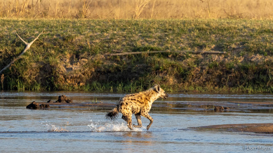 Wildlife image by don magin from a photo safari in zambia and zimbabwe with edward selfe.