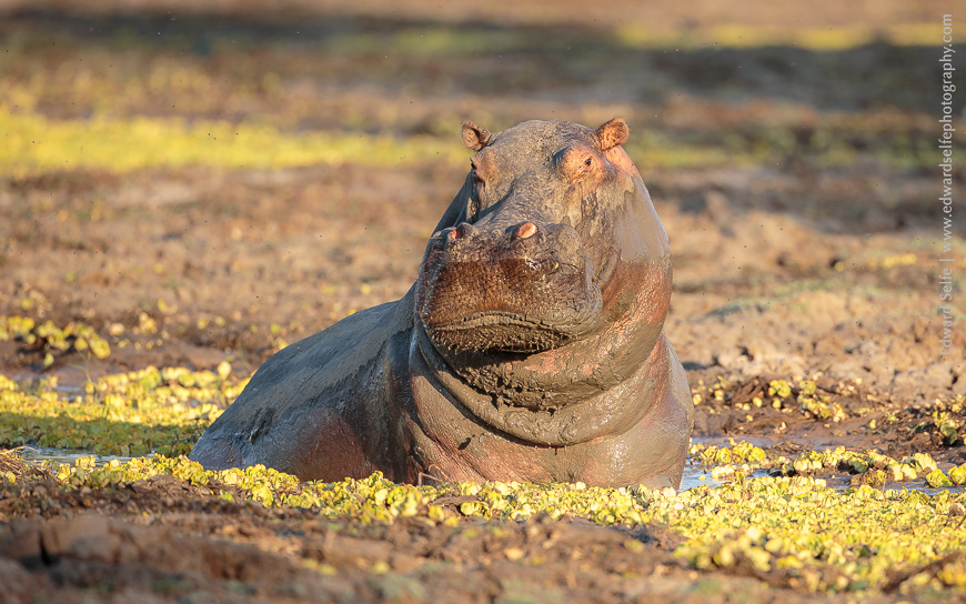 A bull hippo examines the photographer from the safety of his muddy wallow.