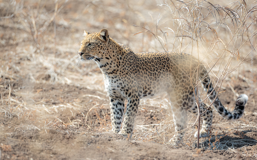 Leopard in the South Luangwa National Park.