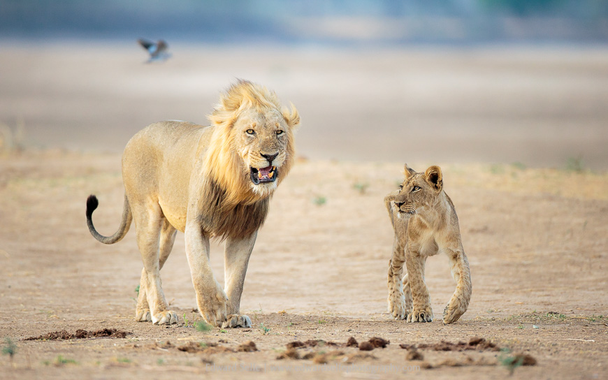 A lion and his cub interact on the banks of the Lunagwa in the South Luangwa National Park.