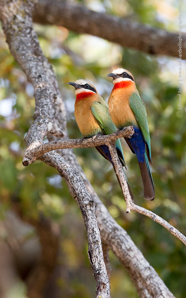 Soft light on a pair of white-fronted bee-eaters in South Luangwa.
