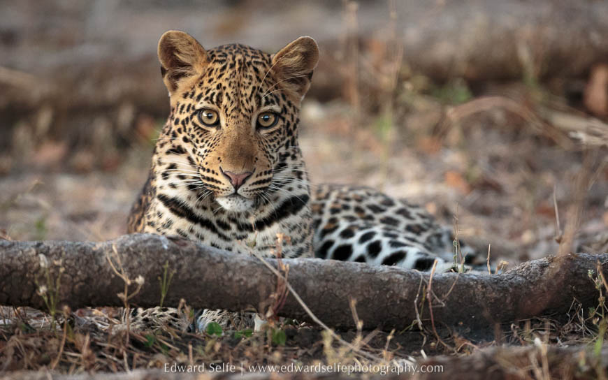A leopard portrait on photo safari in south luangwa national park.