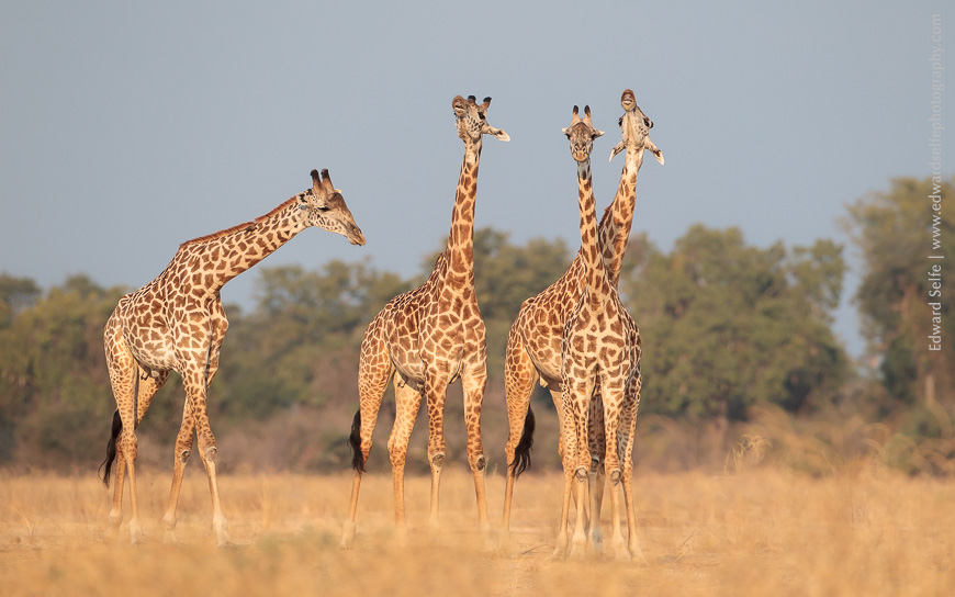 Luangwas Thornicrofts giraffes grimace in flehmen response to a females urine scent.