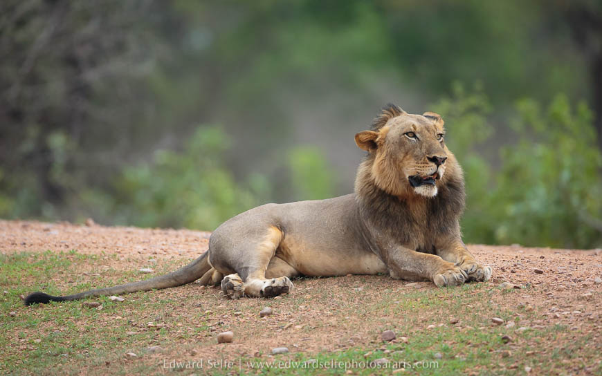 Wildlife image from photo safari with edward selfe in south luangwa national park.