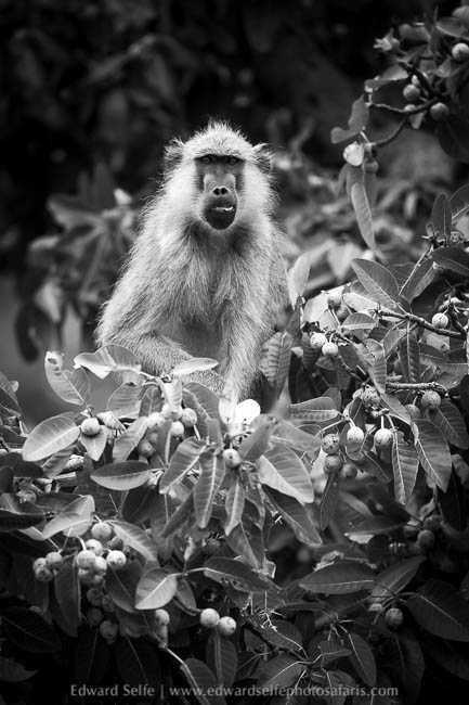 Wildlife image from photo safari in south luangwa with edward selfe.