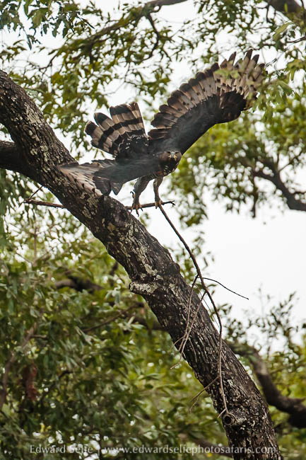 Wildlife image from photo safari with edward selfe.