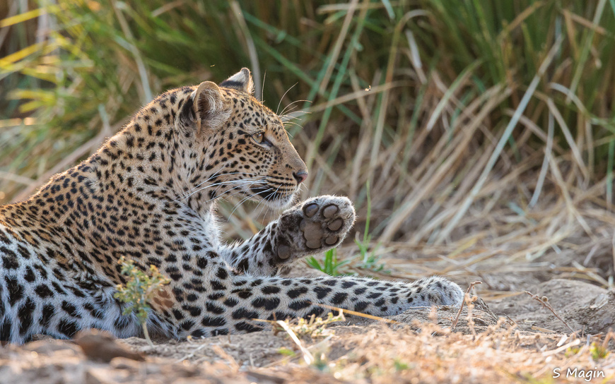 Wildlife image by Sharon Magin from photo safari in Zambia with Edward Selfe.