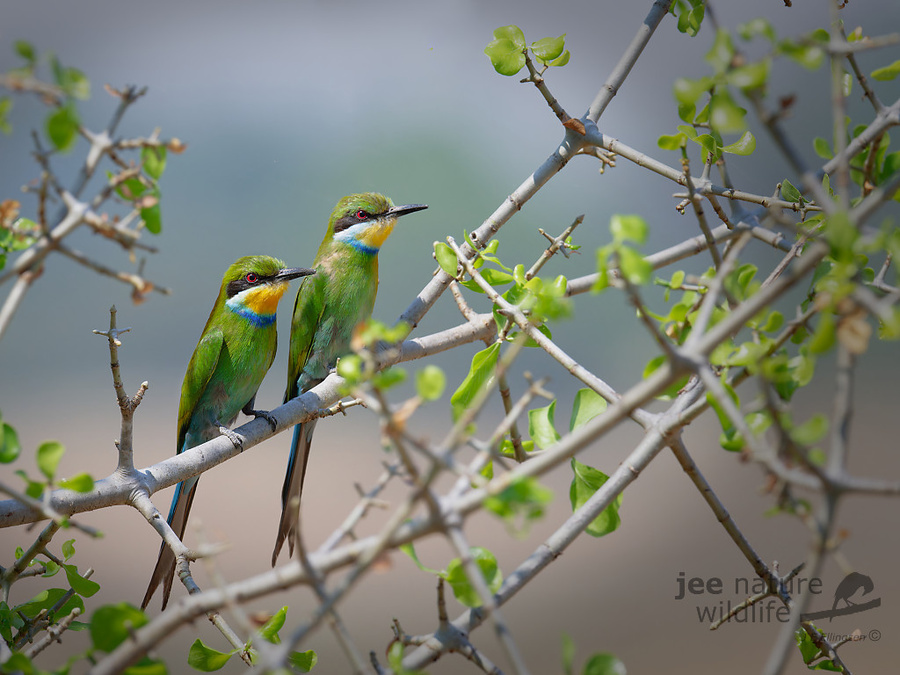 Wildlife image by john erik ellington from a photo safari in kafue national park with edward selfe.