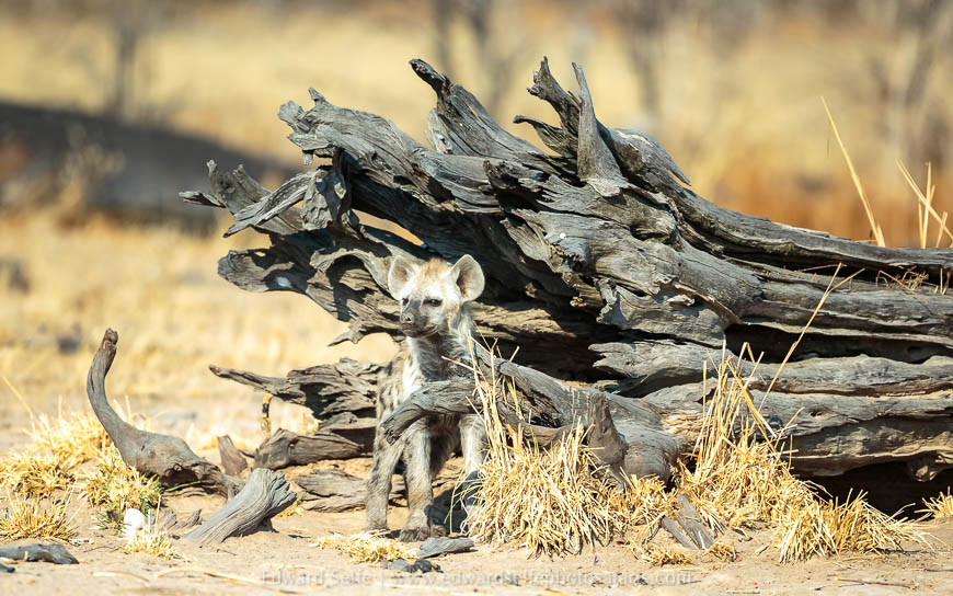 Wildlife image from a photo safari with edward selfe.