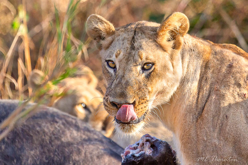 Wildlife image by michael thornton from photo safari in south luangwa with edward selfe.