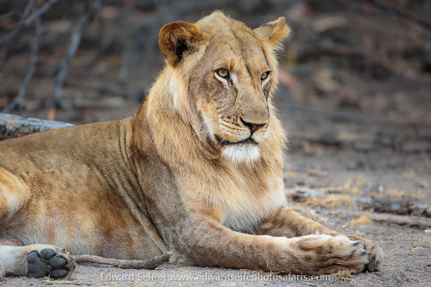 Wildlife image from photo safari with edward selfe.