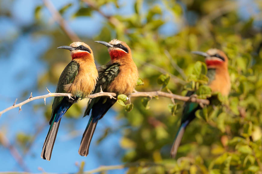 Images of wildlife from photo safari with edward selfe in zambia.