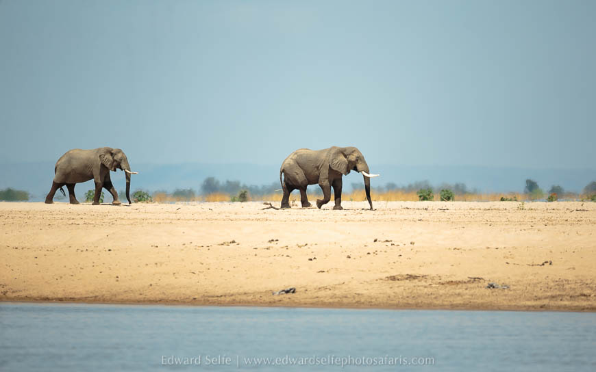 Wildlife image from photo safari with edward selfe in south luangwa national park.