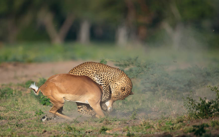 Wildlife image from photo safari with edward selfe.