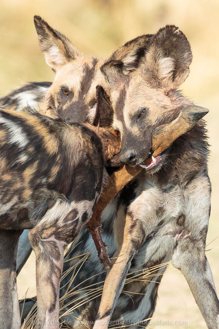 Wildlife image from photo safari with edward selfe in south luangwa national park.