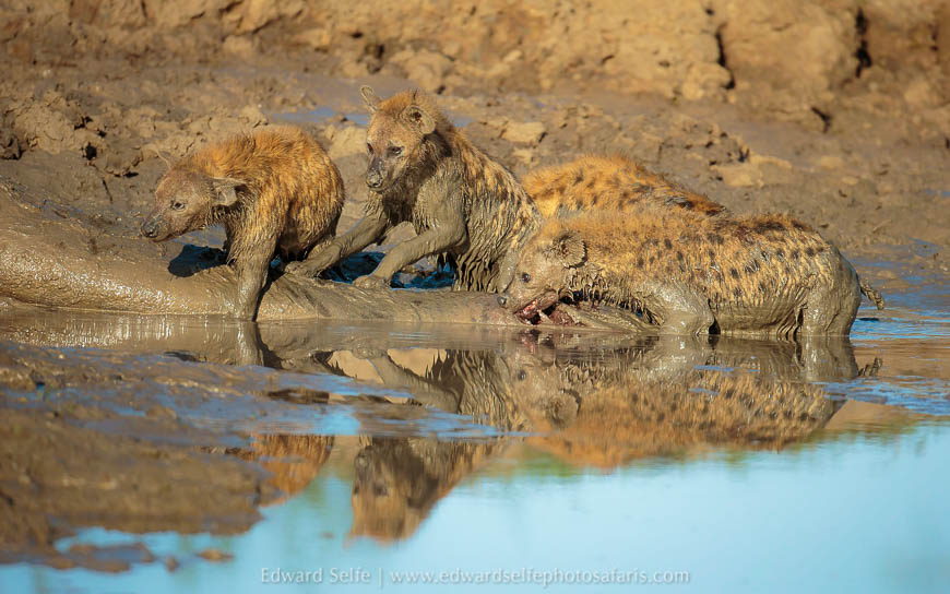Wildlife image from photo safari with edward selfe.