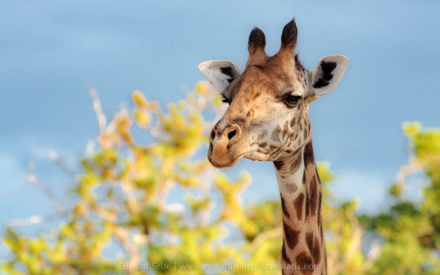 Wildlife image from photo safari with edward selfe in south luangwa national park.