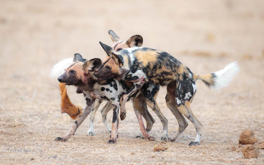 Wild dogs playing on photo safari with edward selfe in south luangwa national park.