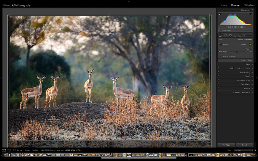 Applying a 16:10 crop to an image of impalas on a termite mound.