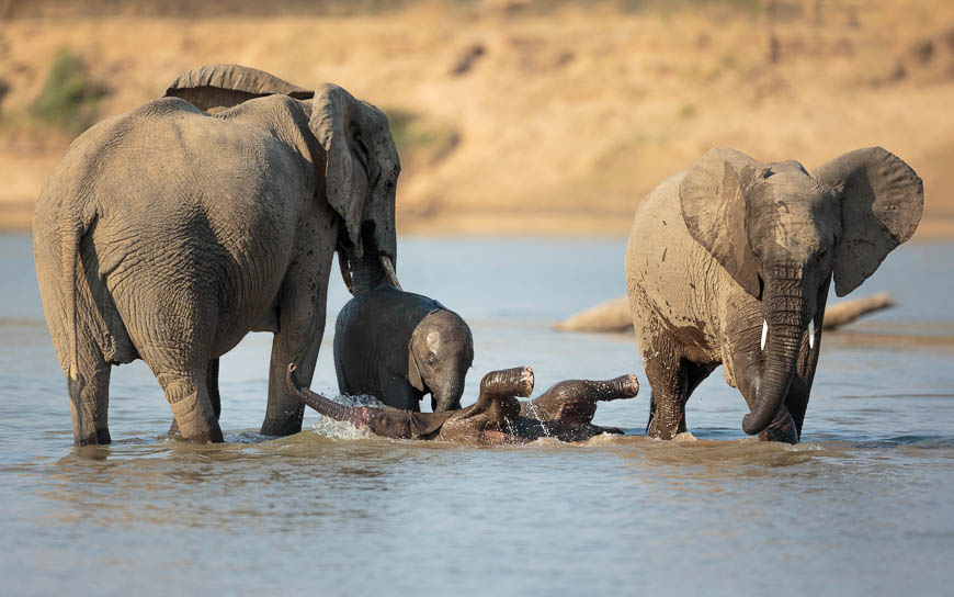 Wildlife image from photo safari with edward selfe in south luangwa national park.