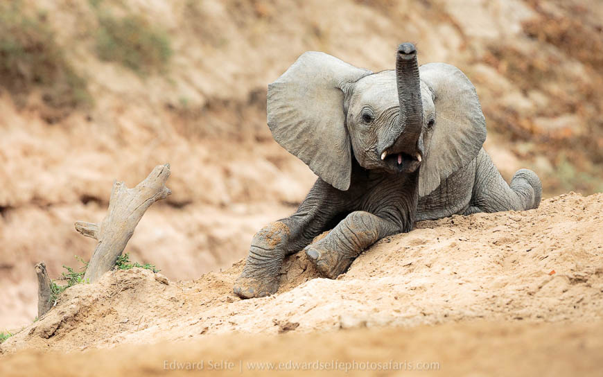 Wildlife image from photo safari with edward selfe in south luangwa national park.