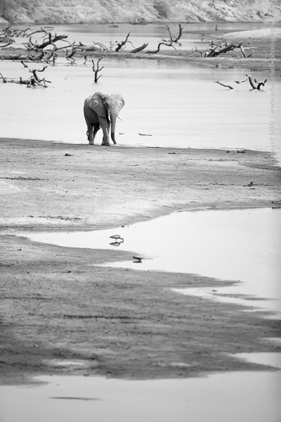 A bull elephant approaches the river in South Luangwa.