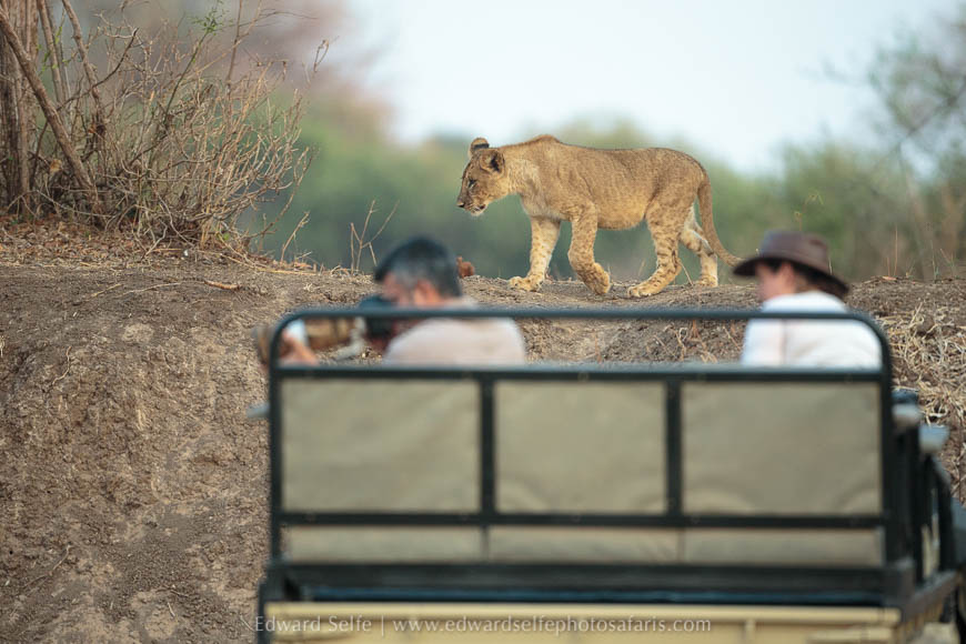 Wildlife image from photo safari with edward selfe in south luangwa national park.