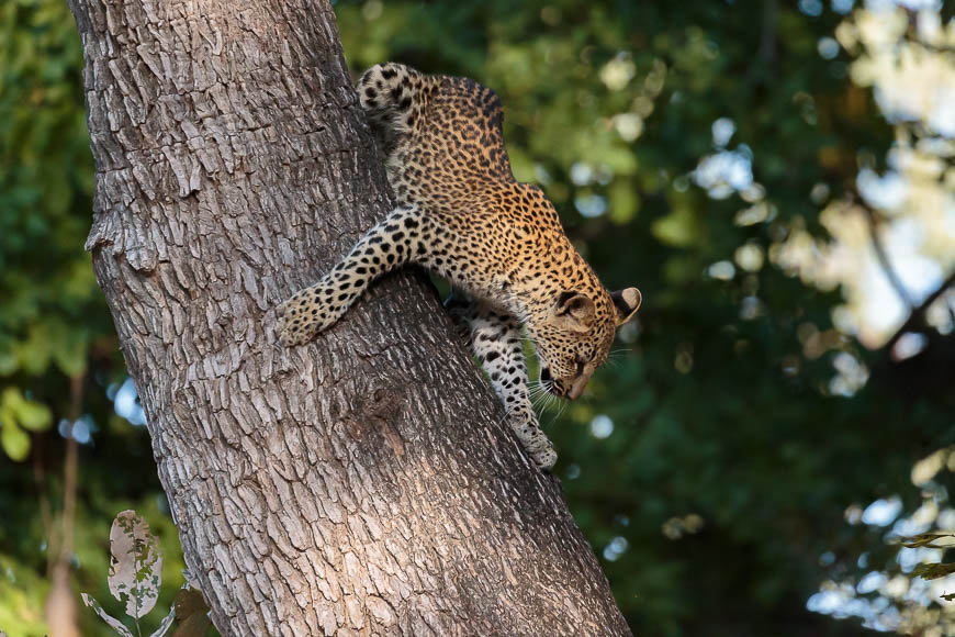 Images of wildlife from photo safari with edward selfe in the south luangwa np.