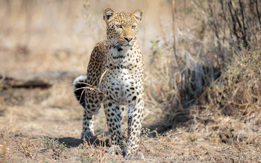 Leopard on the prowl photo safari with edward selfe in south luangwa national park.