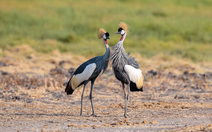 A pair of Crowned Cranes in South Luangwa National Park