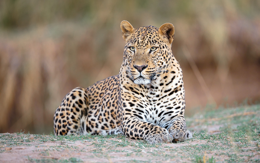 A large leopard scouts the area for prey in the South Luangwa National Park.