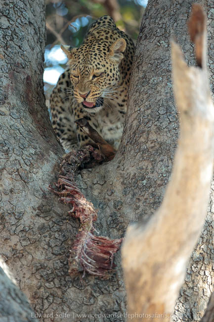 Intruder feeding on photo safari with edward selfe in south luangwa national park.