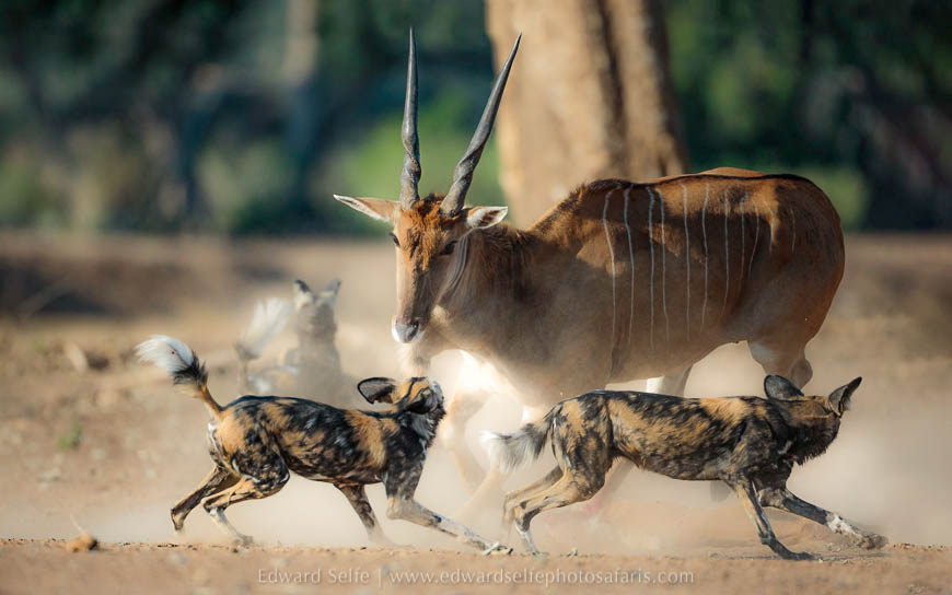 Wildlife image from photo safari with edward selfe.