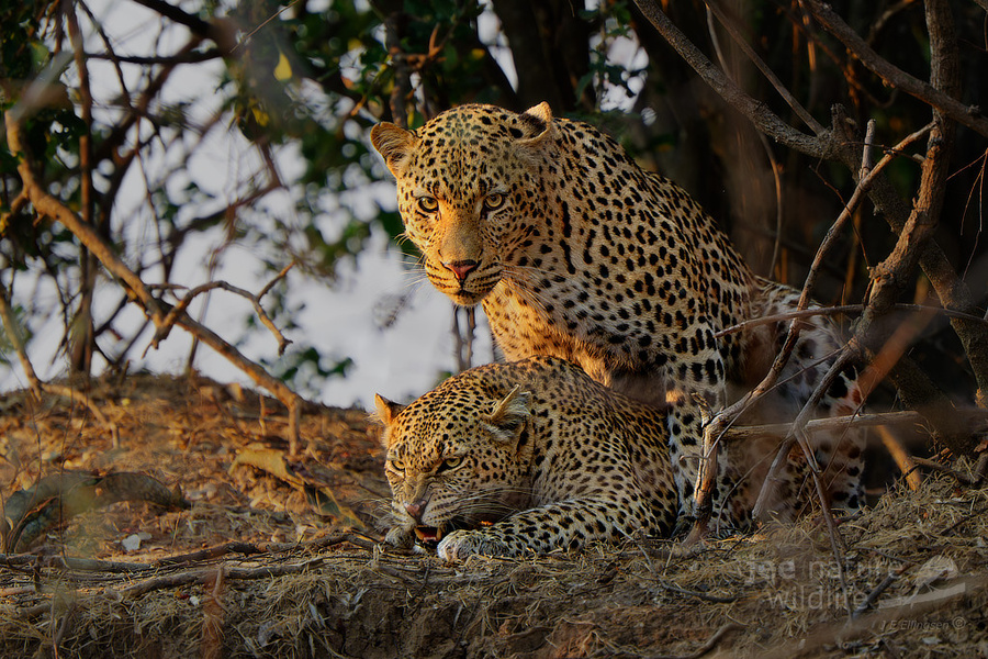Wildlife image by john erik ellington from a photo safari in kafue national park with edward selfe.